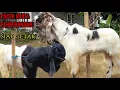 Download Lagu Spesial pacek \u0026 jemokoan spek gagah ekonomisan Diathalla farm Wonosobo 