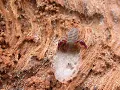 Download Lagu A rare False Scorpion at Sherwood Forest