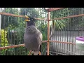 Download Lagu Jalak Kebo Gacor Buat Pancingan Dan MAsteran Burung Jalak Kebo Bahan Eps 544