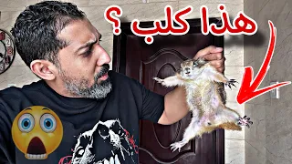 انقاذ حيوان غريب !! كانوا بيذبحوونه يحسبونه فأر 🐀 😱