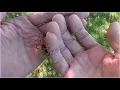 Big Ass Spider