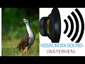Lagu NEERUKODI SOUND( White Brested Water Hen) 🍀🍀🦤🦤#huntingchef