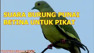 suara burung punai betina untuk pikat durasi pajang