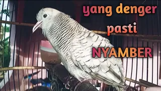 Download burung perkutut/merbok silver udanmas gacor manggung irama merdu pancingan dan pikat MP3