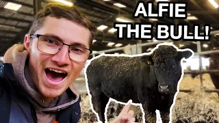 Download New Bull Arrives On Farm! | Calves Bounce Back! MP3