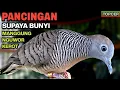 Download Lagu Perkutut Lokal Gacor Suara Paling Ampuh Untuk Pancingan Burung Perkutut Agar Bunyi.