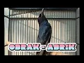 Download Lagu Burung srigunting gacor,cocok buat masteran