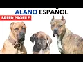 Alano Espanol Breed Profile History - Price