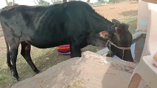 सोमेंद्र शर्मा की गाय ? Somendra Sharma's cow ? हमारी गाय ? Our cow ? गाय ? cow ? जय गौ माता ? #cow