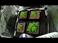 2025 - Strains