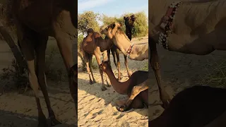 تم تزاوج الجمل والن اقة وهما في حالة انسجام وهدوء في الصحراء صحراء العرب Farmanimals 