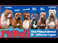 The Pitbull Breeds 15 Different Types and Their Characteristics