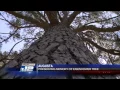 Obituary for Ike s Tree