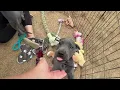 Blue Great Dane Puppies for sale in Michigan
