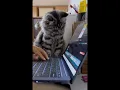 BEST of CUTENESS on REDDIT Compilation