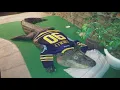 Court sends alligator on 1 500 mile road trip from upstate New York to Gator Country in Beaumont