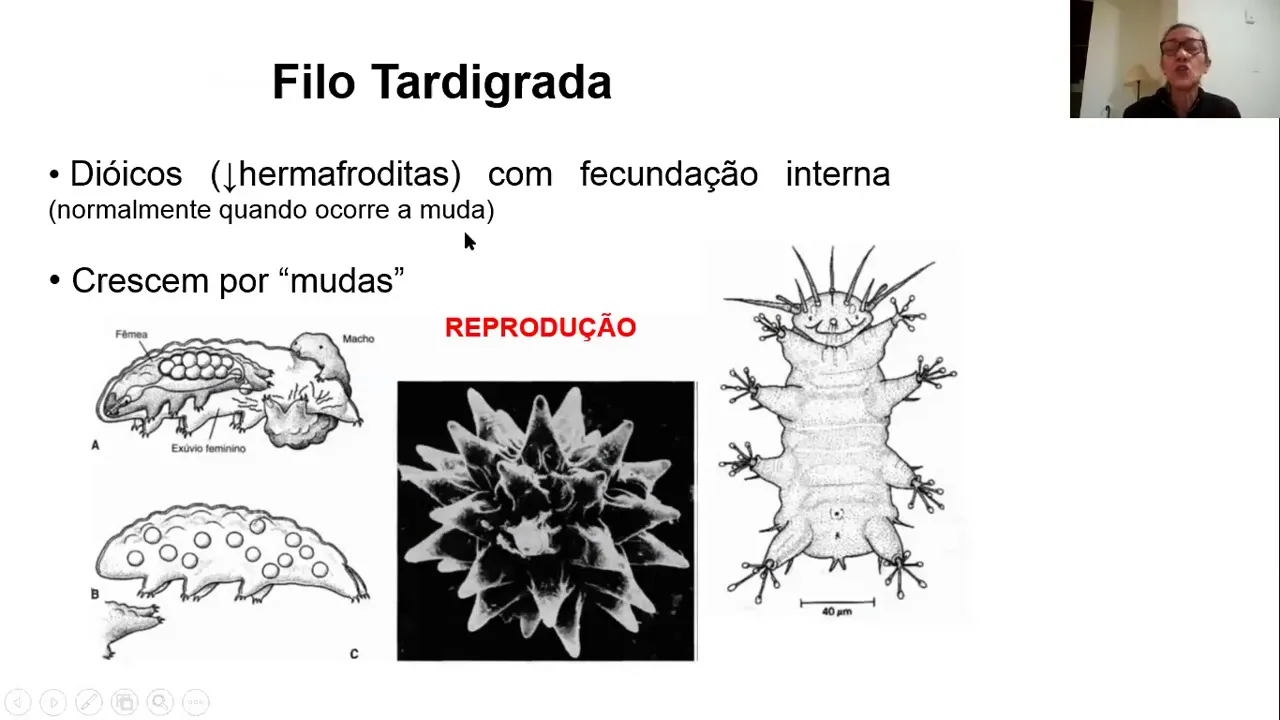 12 AULA - Filo Tardigrada  Introdução ao Filo Arthropoda   classificação e características gerais
