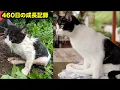 Download Lagu 捨てられた後ろ足が不自由な猫との460日の愛と介護の記録