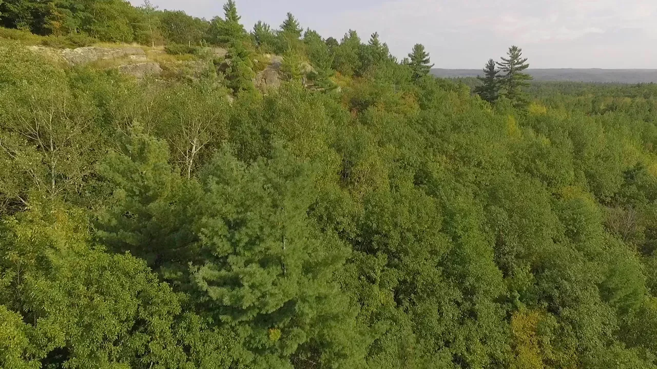 Trees, Youth, Our Future: Episode 2