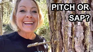 164 - What s the difference between tree sap and tree pitch