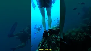 The Gigantic Reef Octopus Cyanea Sp In Pescador Island In Moalboal Cebu 