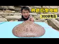 Download Lagu 《摩洛哥》第3集：能释放出300伏电压的巨型电鳐，你敢挑战吗？#抓螃蟹 #北非 #蜘蛛蟹 #大西洋 #海鲜盲盒挑战 #赶海 #ocean