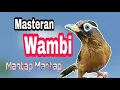 Download Lagu Edaan Masteran Wambi  gacor volume tembus