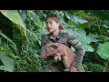 Lagu Detect and track wild boar footprints, set traps, and capture them for farming, survival alone