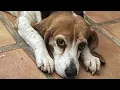 I took home a lab test dog Here s what happened