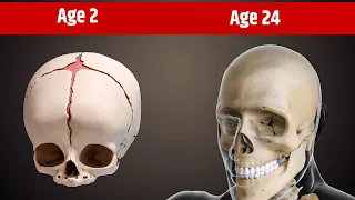 Age 2 Vs Age 24 : सिर के अंदर क्या होता हैं?