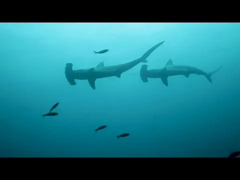 EFF22 Malpelo: Mountain of Sharks - Trailer