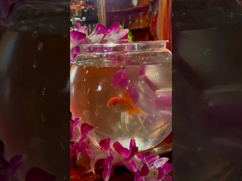 Goldfish. Pre-Order, Pre-Save & Pre-Add SSM here: https://kennychesney.lnk.to/silversandsmarina