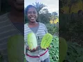 Download Lagu Um Dia Especial Colhendo Pepinos na Roça!