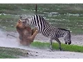 Lions Documentary - Lions vs Hyenas Super Killers