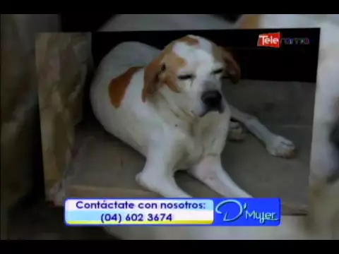 Cuidado en mascotas de la tercera edad