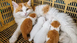 Lovely Mother Cat Nursing and Grooming Her Newborn Kitten
