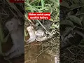 monyet diterkam buaya saat cari makan di pinggiran sungai