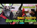 Download Lagu Lagi Lagi MAHESO SURO Ngamuk ~ Jaranan BIMO WIJOYO { Banteng galak } 2021