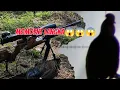 Download Lagu ⭕Moment LANGKA 😱😱memang rejeki nga kemana, berburu ayam hutan🐓🐓🐓🐓