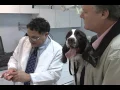 AllPetHospital