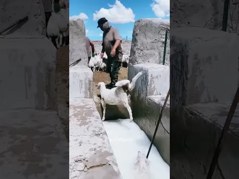 Why Do They Throw Sheep Into The Sea? #shorts