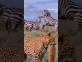 Download Lagu ZEBRA FIGHT!! Begini Suara Zebra Ketika Saling Menyerang #shorts