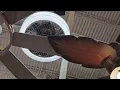 Ceiling Fans at yet another Menards