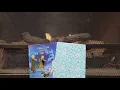 Frozen Storybook Collection Advent Calendar Book 4 for December 4th On the Trail