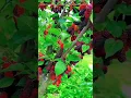 Download Lagu Famous Fruits of Kashmir -  Local Popular Fruits in season
