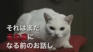 スペシャルドラマ「猫侍 玉之丞 江戸へ行く」番宣スポット③