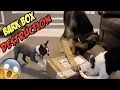 BarkBox TOTAL TOY DESTRUCTION April BarkBox 2018