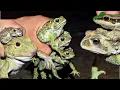 Download Lagu Funny frog Bonk Bonk funny | Funny Animal | Funny Froggy | Funny Toad | Frog Jumping and Flying