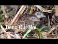 Download Lagu Tiếng Chim Cút Mồi Kêu Chuẩn File MP3, Cút Mồi Mới Nhất