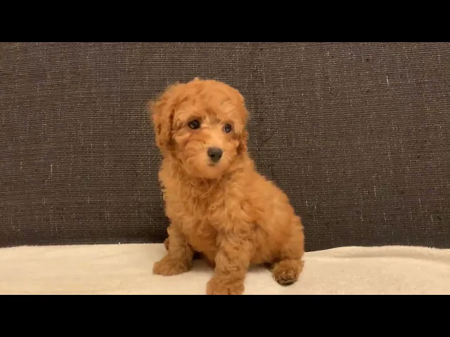 動画